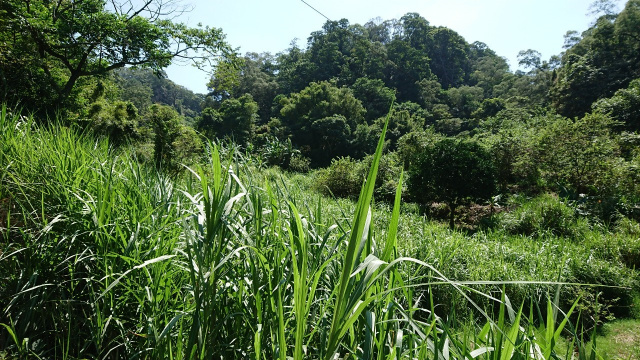 竹東大鄉便宜農地