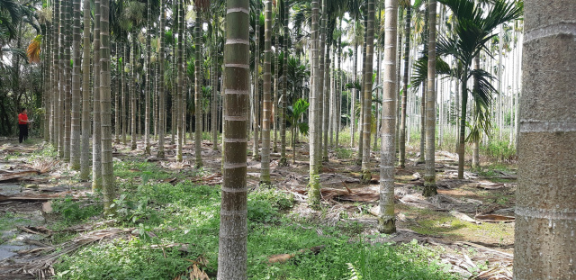 坪頂農建地