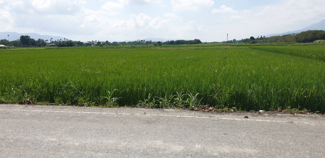 花蓮鳳林大榮農地