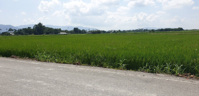 花蓮鳳林大榮農地