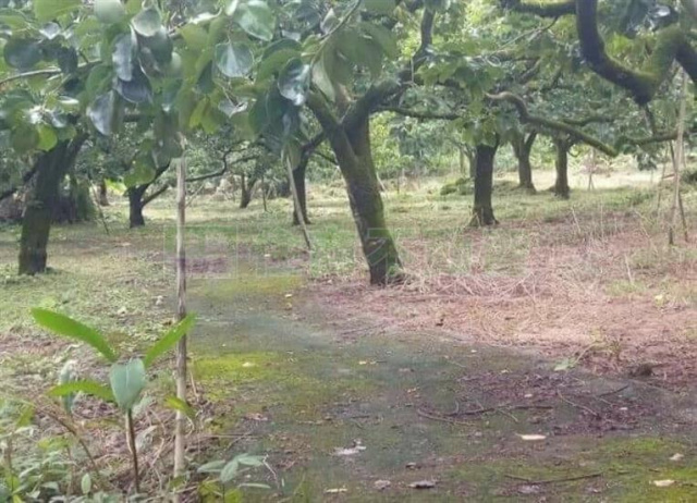 番路鄉埔尾漂亮農建地-B0312
