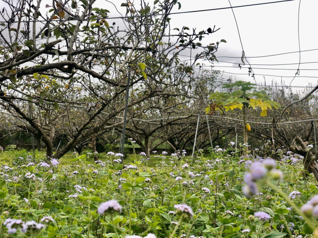 花蓮縣吉安鄉干城日式建築風格農舍