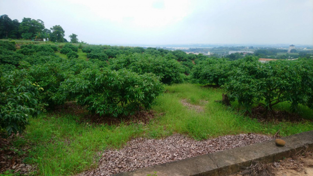 大樹龍目景觀休閒美農地