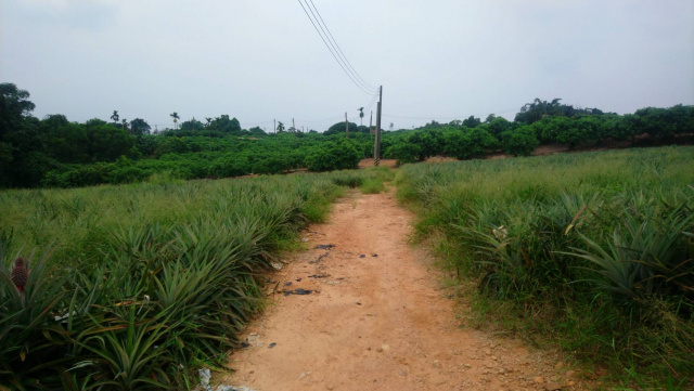 大樹龍目景觀休閒美農地