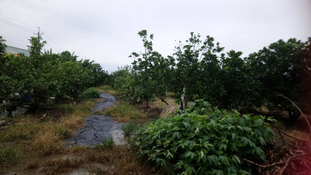 岡山聖森路旁農地