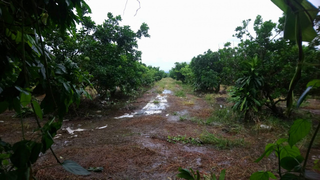 岡山聖森路旁農地