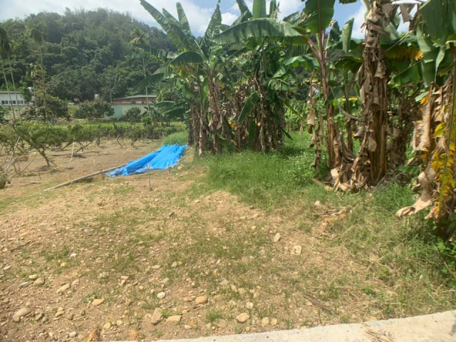南村小農地