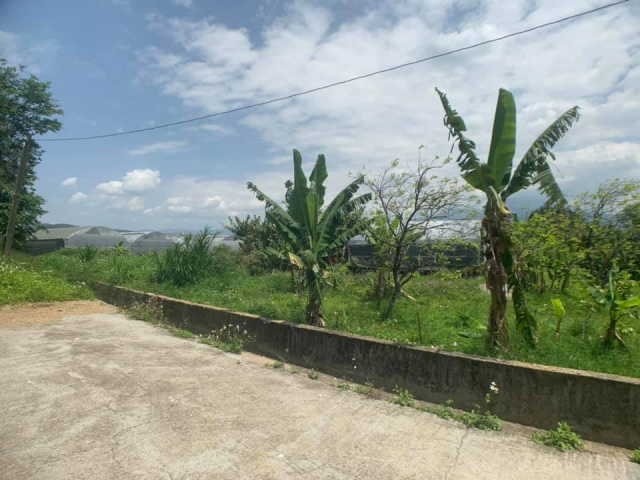 南村小農地