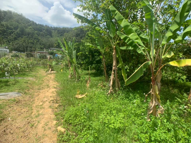 南村小農地