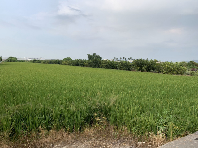 斗六海豐崙農地