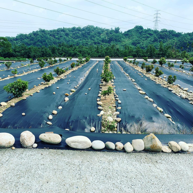 古坑荷苞休閒農場