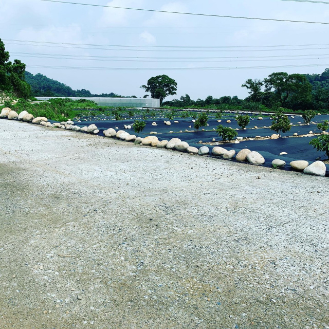 古坑荷苞休閒農場