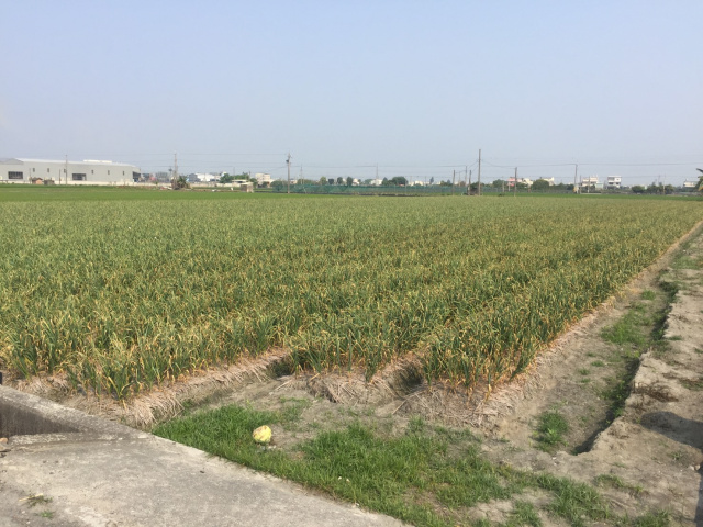 莿桐麻園農地