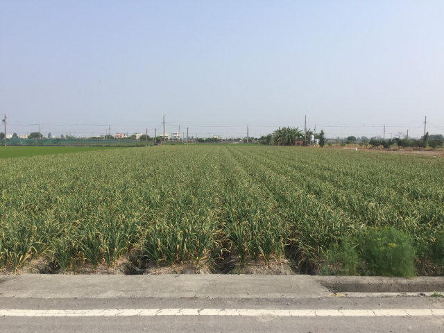 莿桐麻園農地