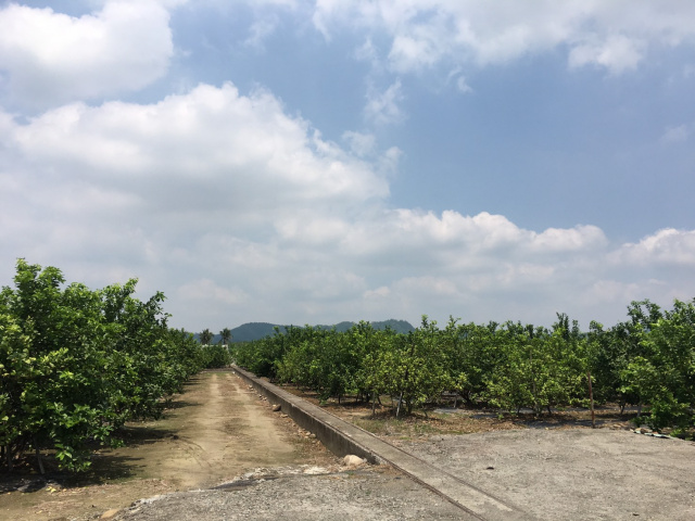 旗山圓潭養生休閒農地