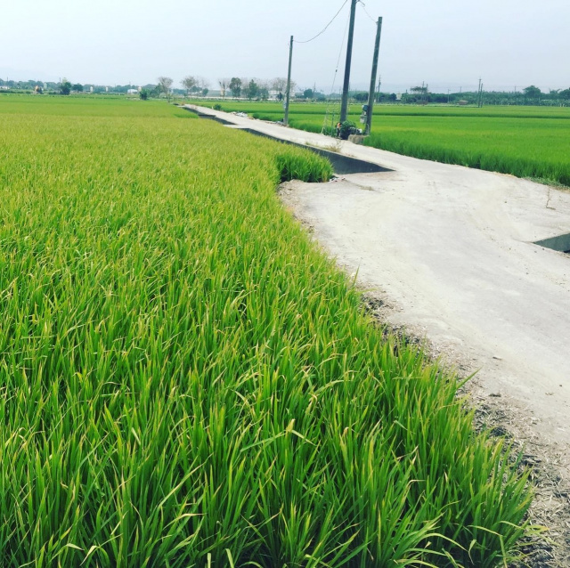 莿桐鄉麻園段三面路農地