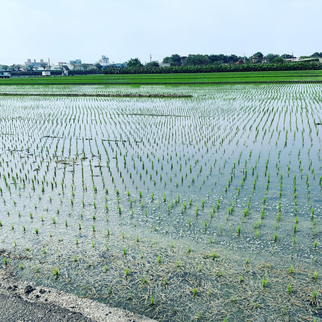 莿桐中正路旁都計內農地