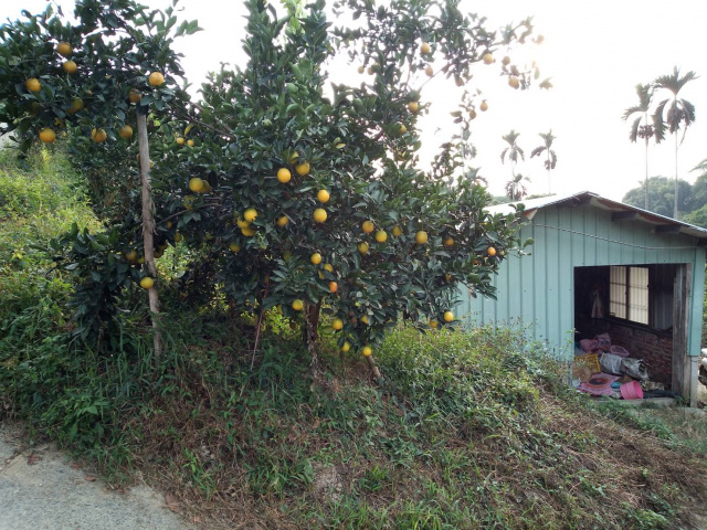 竹崎二高旁果園