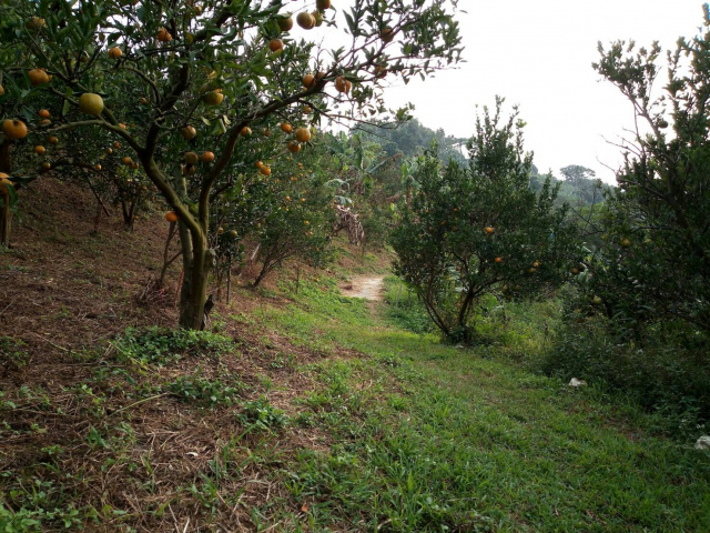 竹崎二高旁果園