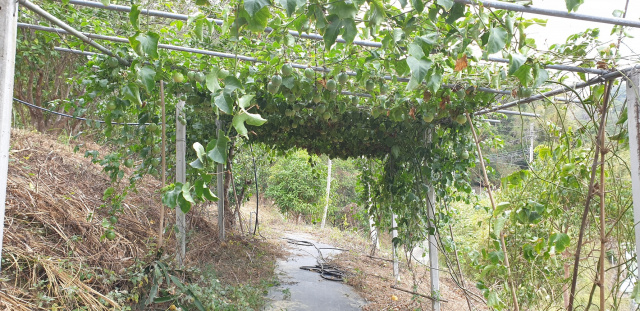 北埔臨鄉道便宜美農地水(有自來水)電齊全