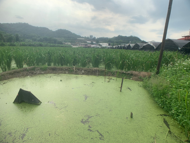 珠仔山美田
