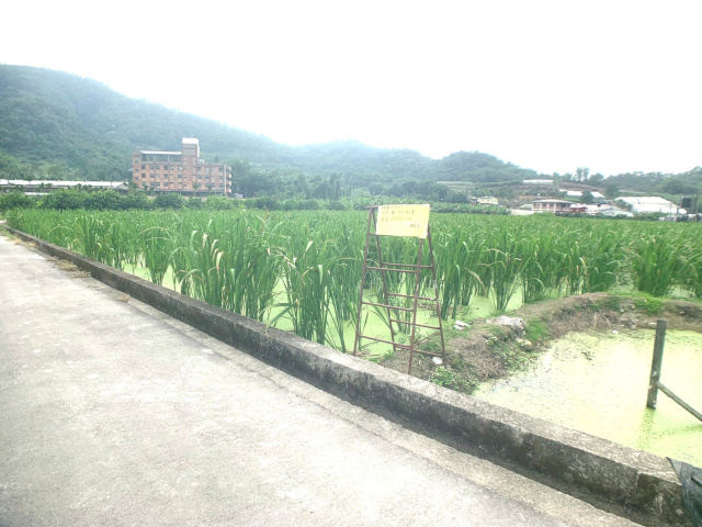 珠仔山美田