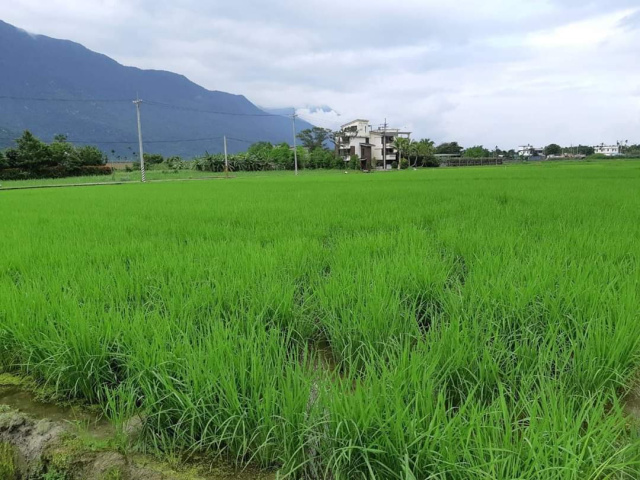 佳林雙面路農地