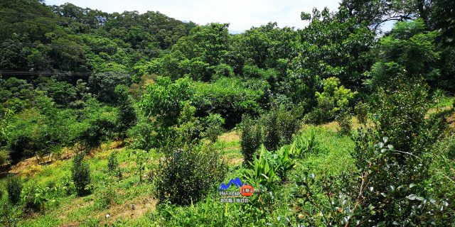北埔寶二水庫茶樹園