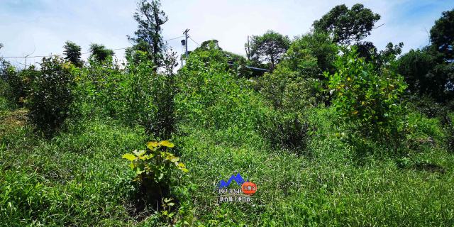 北埔寶二水庫茶樹園