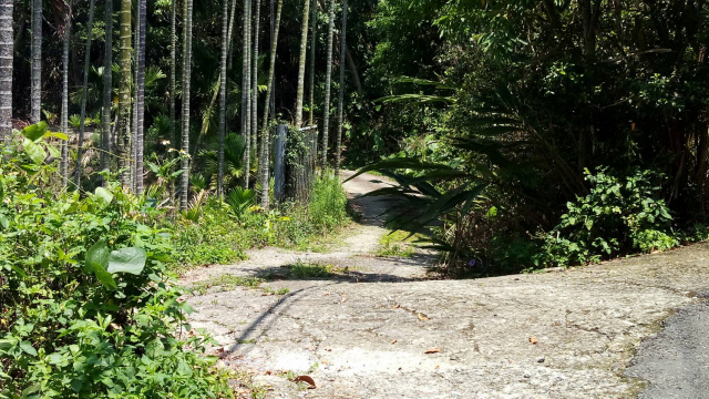 中埔12甲山坡地