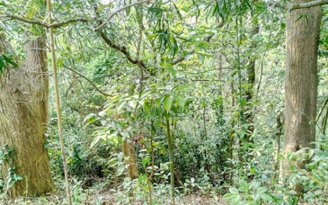 苗栗西湖龍洞農牧地(7252平方公尺)