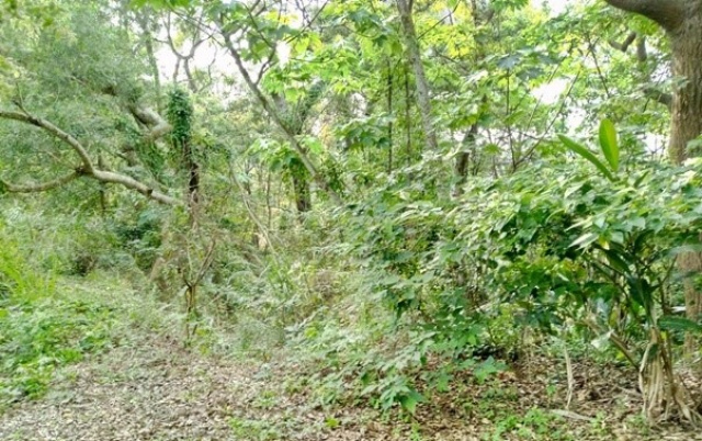 苗栗西湖龍洞農牧地(7252平方公尺)