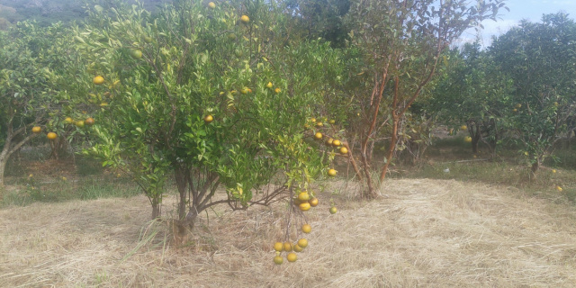 自售-新竹市香山交流道附近-美農地