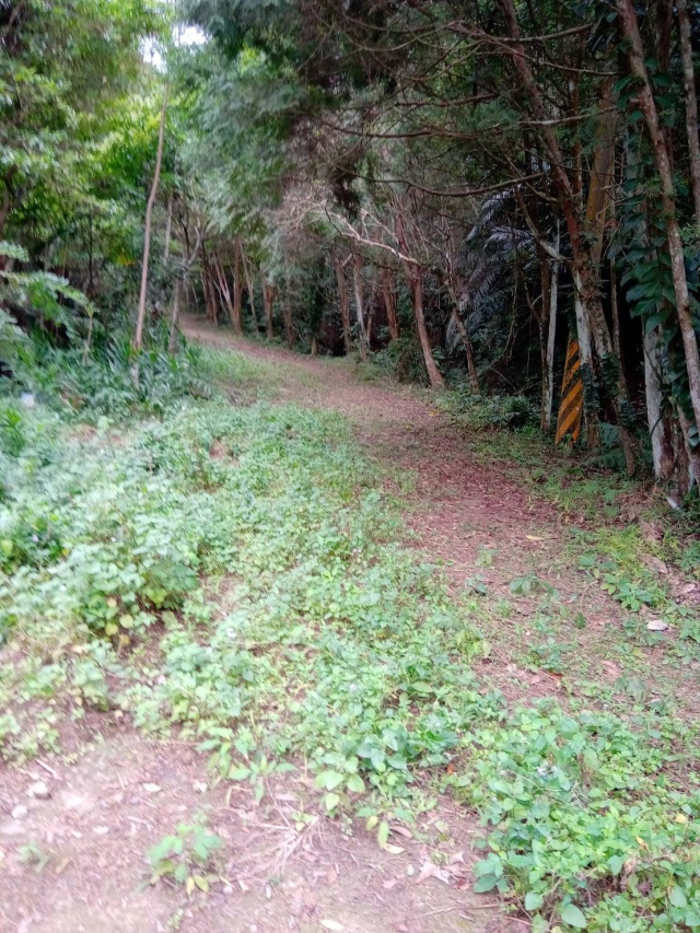百壽村農牧用地農地田地林地4萬坪台三線旁-露營區農場
