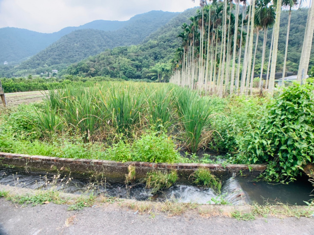 埔里守城水筍美田