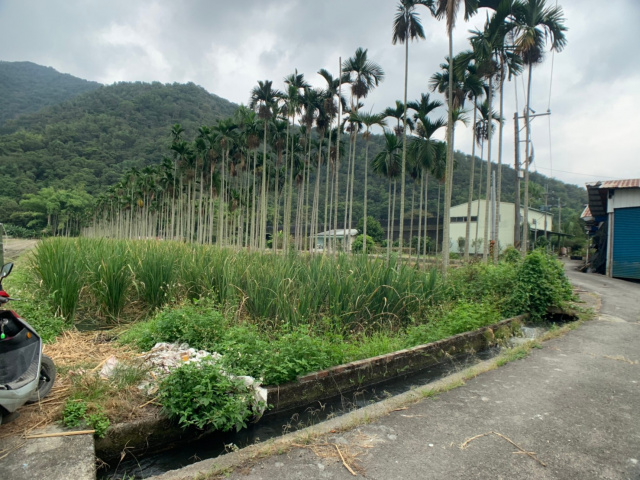 埔里守城水筍美田