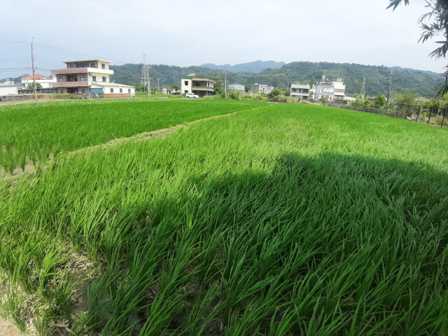 公館美老農已通過農民資格審核