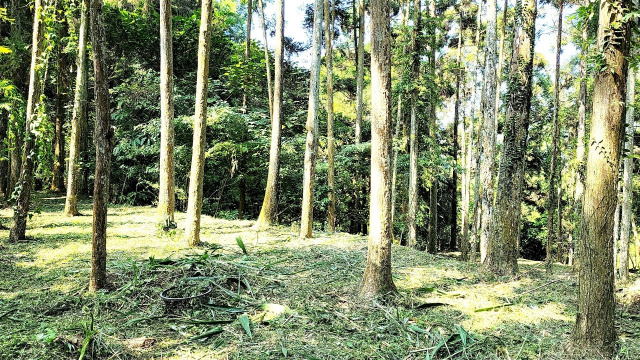 苗栗南庄杉木園合法農舍土地1833坪、售價1980萬