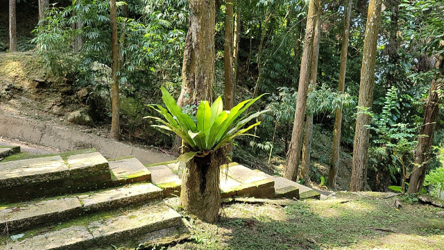 苗栗南庄杉木園合法農舍土地1833坪、售價1980萬