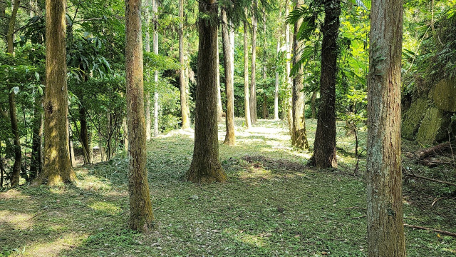 苗栗南庄杉木園合法農舍土地1833坪、售價1980萬
