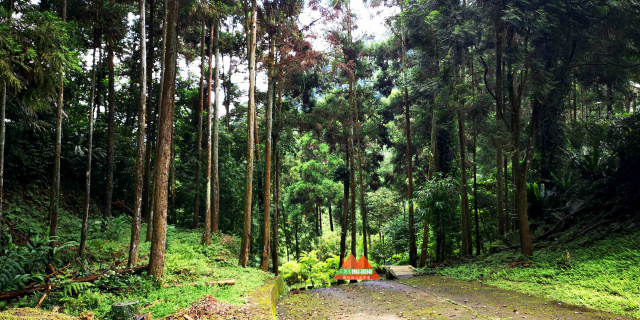 苗栗南庄杉木園合法農舍土地1833坪、售價1980萬
