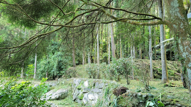 苗栗南庄杉木園合法農舍土地1833坪、售價1980萬