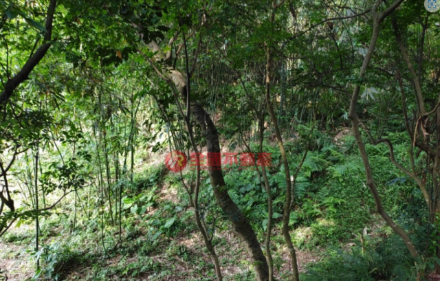 彈藥庫低總價小農園